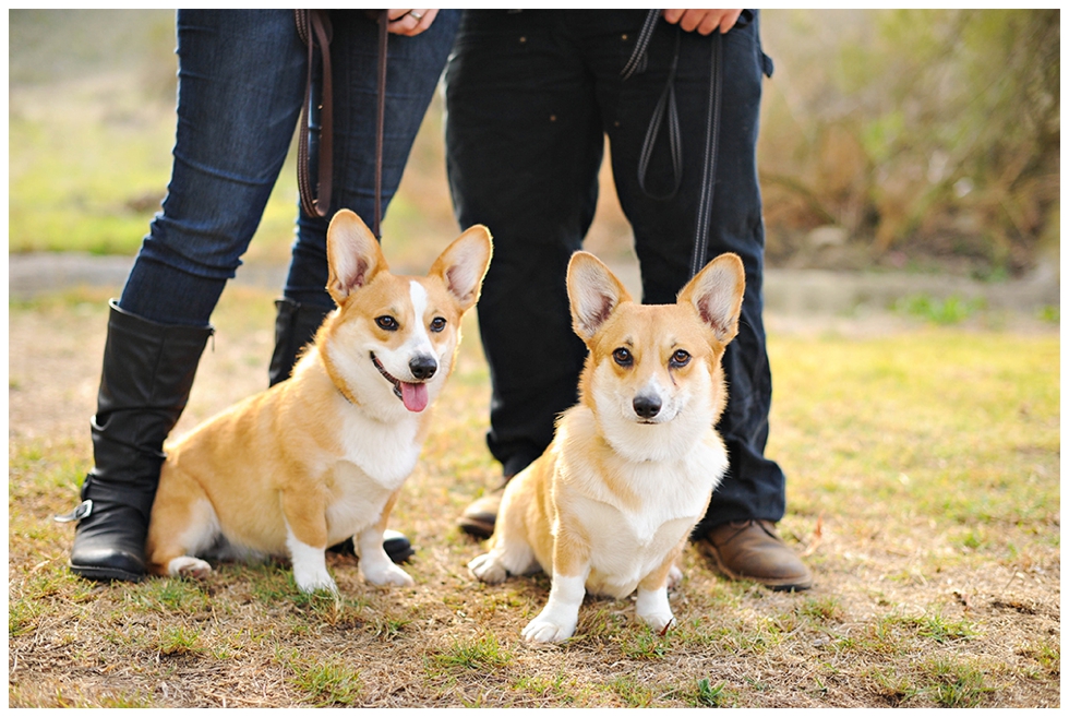 Pacific Northwest Inspired Engagement Shoot with Corgi Puppies, Scot and Karen, Kate Noelle Photography